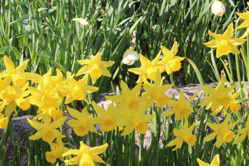 daffodils spohr gardens closeup