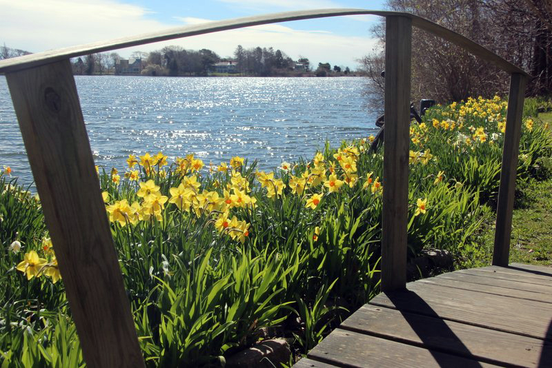 daffodils spohr gardens oyster pond view