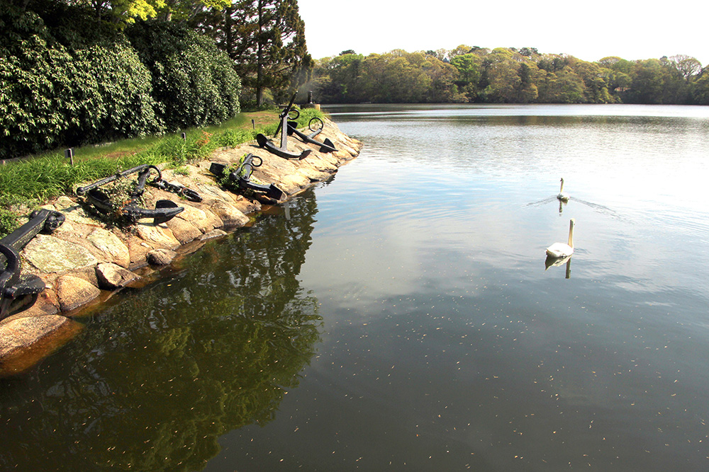 swans on Oyster Pond