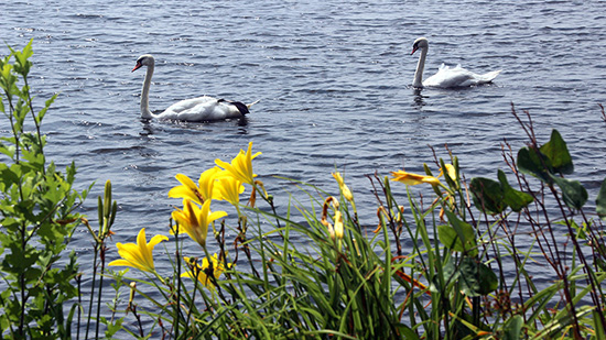 spring flowers swans